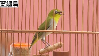 鳥聲 birds - 綠繡眼 , 清晨雄鳥鳴叫的聲音很美妙