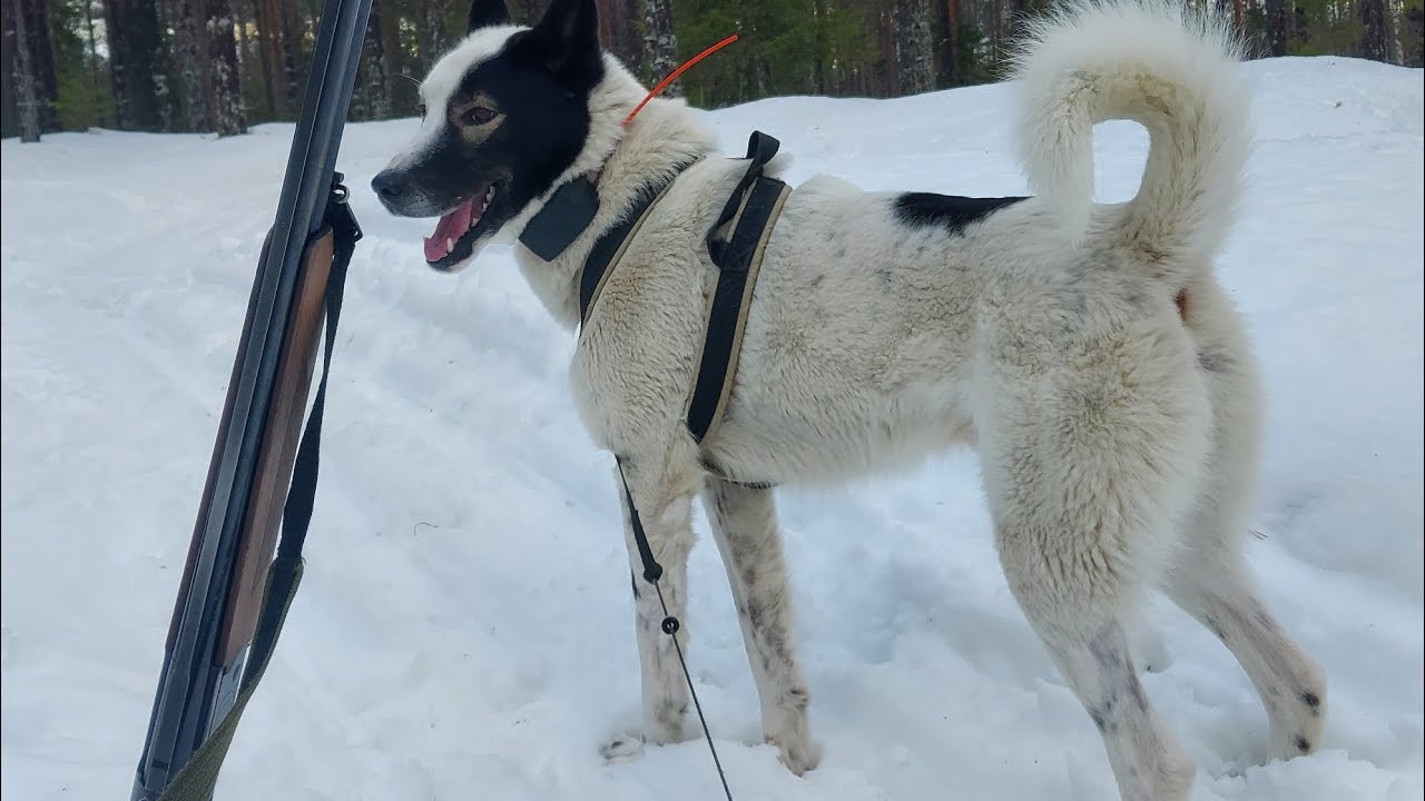 @Tulinuolen_Bolshu kaivaa ja haukkuu minkin