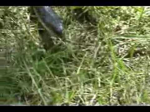 black mirror season 5 Black Rat Snake 2 on Dugas Cottage Property