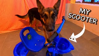 German Shepherd Puppy Reacts To Baby Tricycle 🛴 [Confused Dog's Funny Reaction Video]