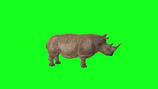 Greenscreen Rhino side view