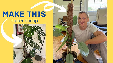 How to Make a Moss Pole for Climbing Plants like Monstera DIY - Easy, Cheap, Fast! (2023)