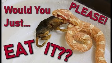 Baby Corn Snake Feeding Tips! Answering your Corn Snake Questions - Breeder Edition #5