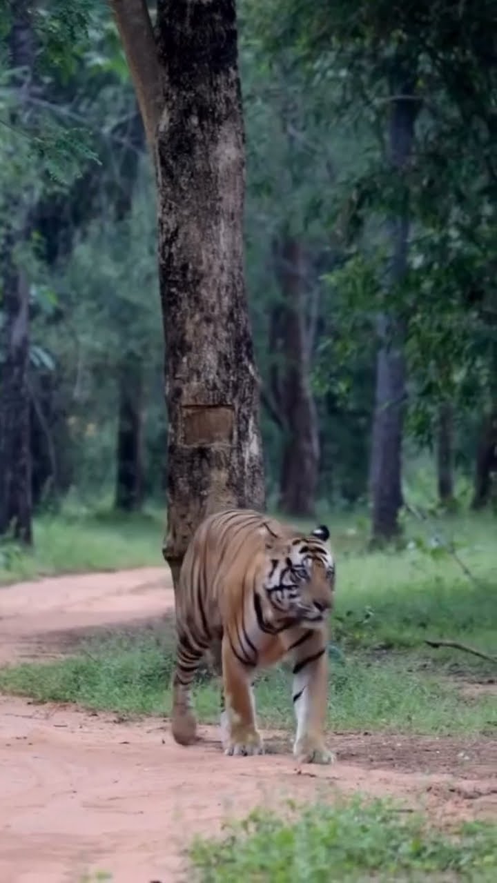 Face to Face with Tiger 😱 Jungle Safari का सबसे खतरनाक पल #tiger #bufferzone #junglesafari #woxygen