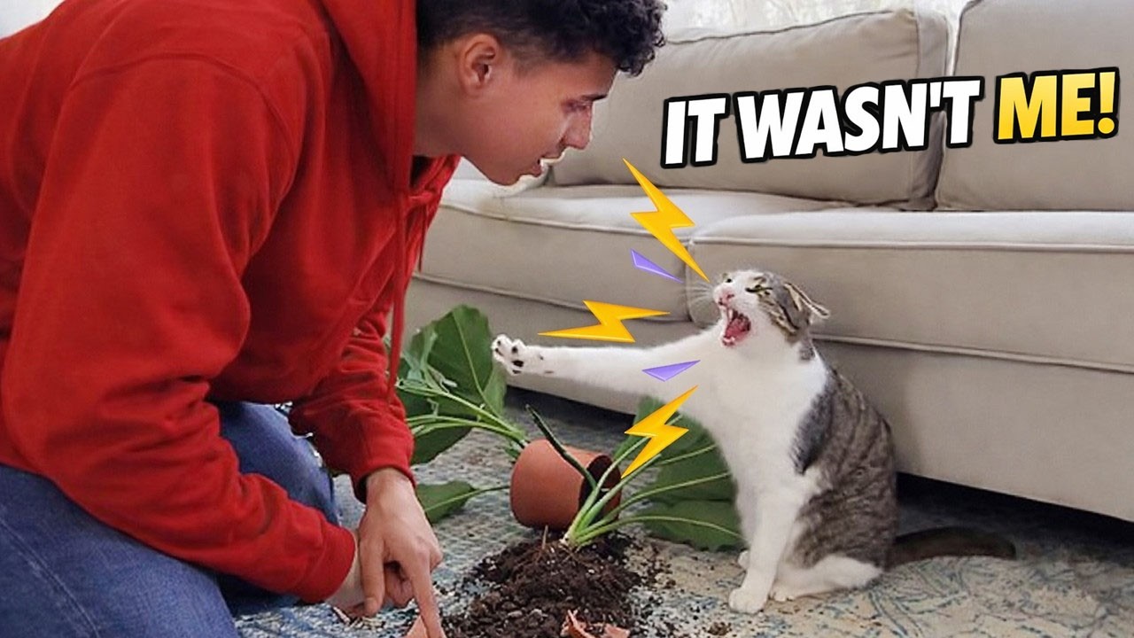 This Cat Really Said “IT WASN’T ME!” 😂