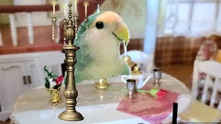 Bird Lives in Dollhouse by Puff Pets 2,738 views 3 years ago 5 minutes, 21 seconds