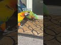 My macaws reaction 🤦♀️ #birds #parrots #parrot #macaw #macaws