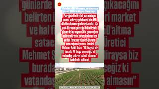 ELAZIĞ&#39;DA BİR ÜRETİCİ, VATANDAŞIN UCUZA UCUZ SEBZE YEMESİ İÇİN 150 DÖNÜM ALANA ORGANİK SEBZE EKTİ.
