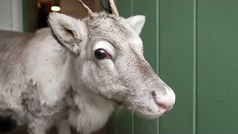 Reindeer Lars, hand-raised in UK, joins herd and prepares for Christmas