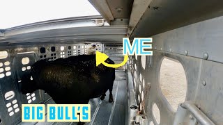 Big Bull’s, Tall Holstein’s & Some Beef Cow’s. Livestock Loading Ep.41