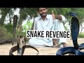 Snake took revenge  nagin ko marny k bad naag ka badla  the man killed the snake  naagin jogi tv