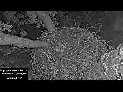 Avon Lake Eagle Cam 3