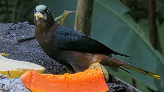 CLOSE-UP! Oropendolas, Tanagers, and Euphonias on the Panama Fruit Feeder | April 29, 2024