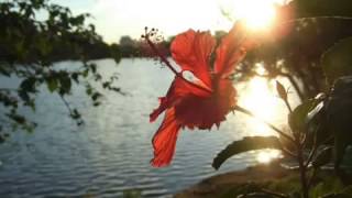 MIGUEL ACEVES MEJIA    FLOR DEL VIENTO