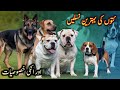       کتوں کی بہترین نسلیں       