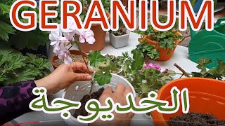 كيفية الإكثار من نبتة الجرانيوم أو الخديوجة - Geranium