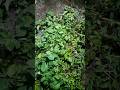 Whitefly Control Day 2 🌿 ఇలా చేయకపోతే మళ్లీ వస్తుంది #youtubeshorts #viralvideo #telugushorts