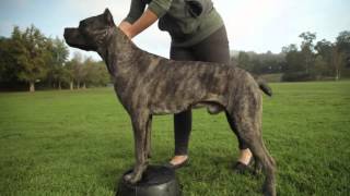CANE CORSO: A DOG LOVER'S INTRODUCITION