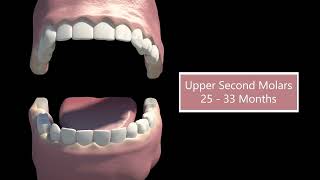 Tooth eruption || 3D Animation || tooth development ||