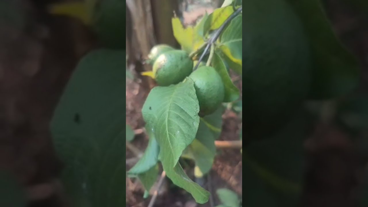 கொய்யா மரம் | Marsia farm 2010 is live