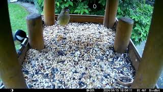 Large Bird Feeder Highlights from Lower Saxony, Germany April 2024