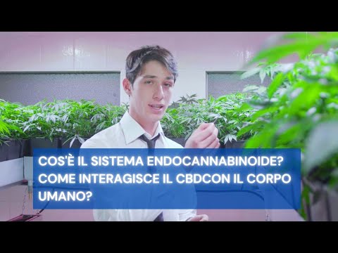 Video: Come Il CBD Interagisce Con I Farmaci