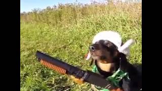 Simpático Perro Armado Con Escopeta
