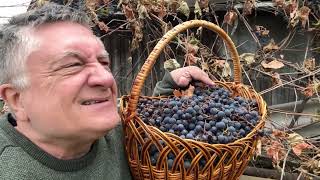 видео: Выращиваем запрещенный виноград! картинка: Выращиваем запрещенный виноград!