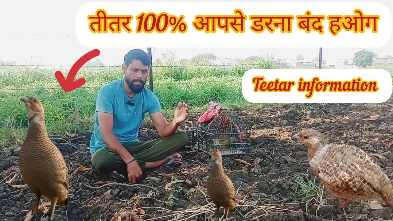 तीतर 100% आपको छोड़कर कही नही जायेगा ये काम  करलो ।। आज से तीतर डरना बंद हो जायेगा।। teetar ka dar।।