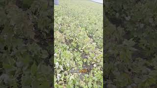 Texas cotton check-in, part 3