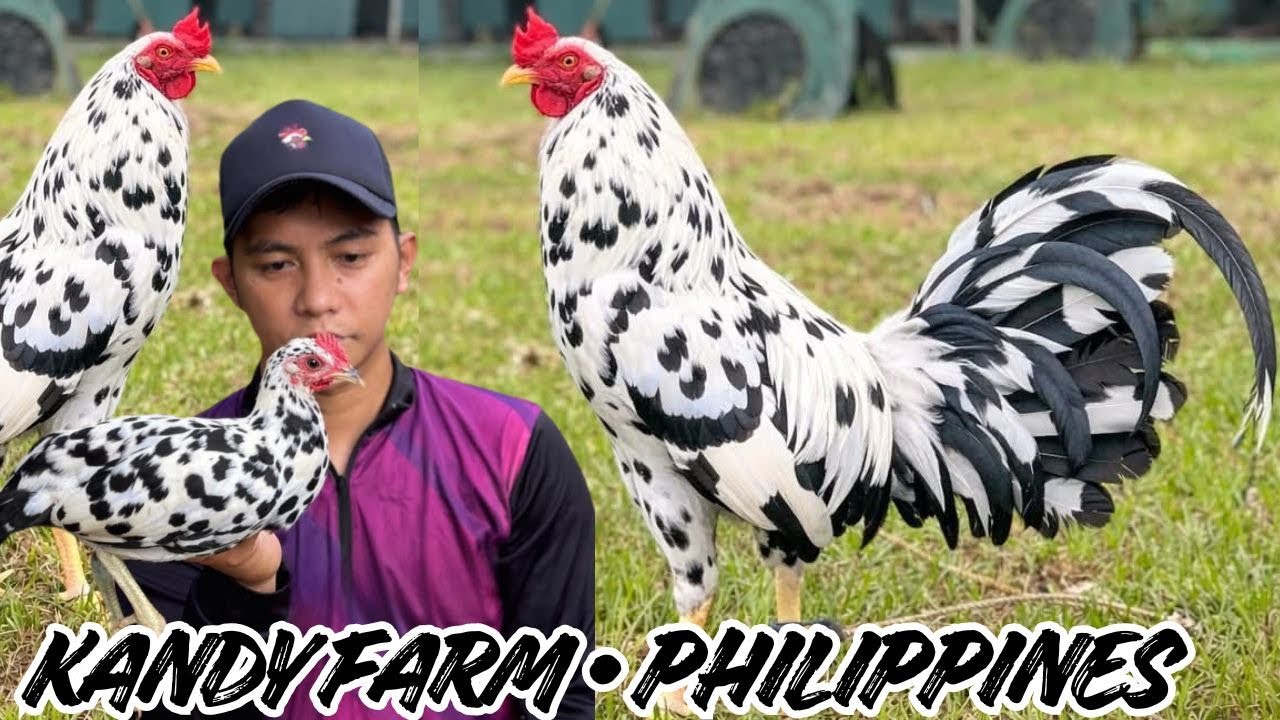 ФИЛИППИНЫ 🇵🇭 Большая ферма. Время кормления. Курятник свободного выгула. Крытые и открытые загоны...