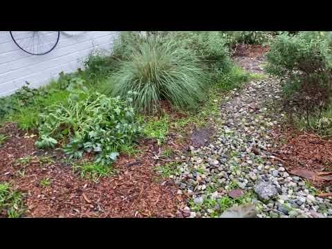 Collecting rain! Bioswale in Pollinator Garden at Santa Fe Computer Science Magnet School