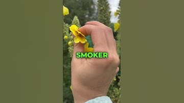 Mullein Leaf Benefits