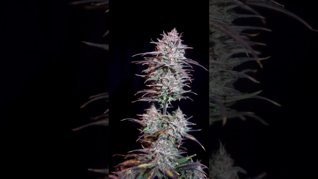 🍪 Papaya Cookies Auto | Fast Buds | Best Hybrid by  kleingarten grow