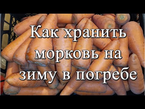 Как хранить морковь на зиму в погребе? Хранение морковки до следующего урожая!