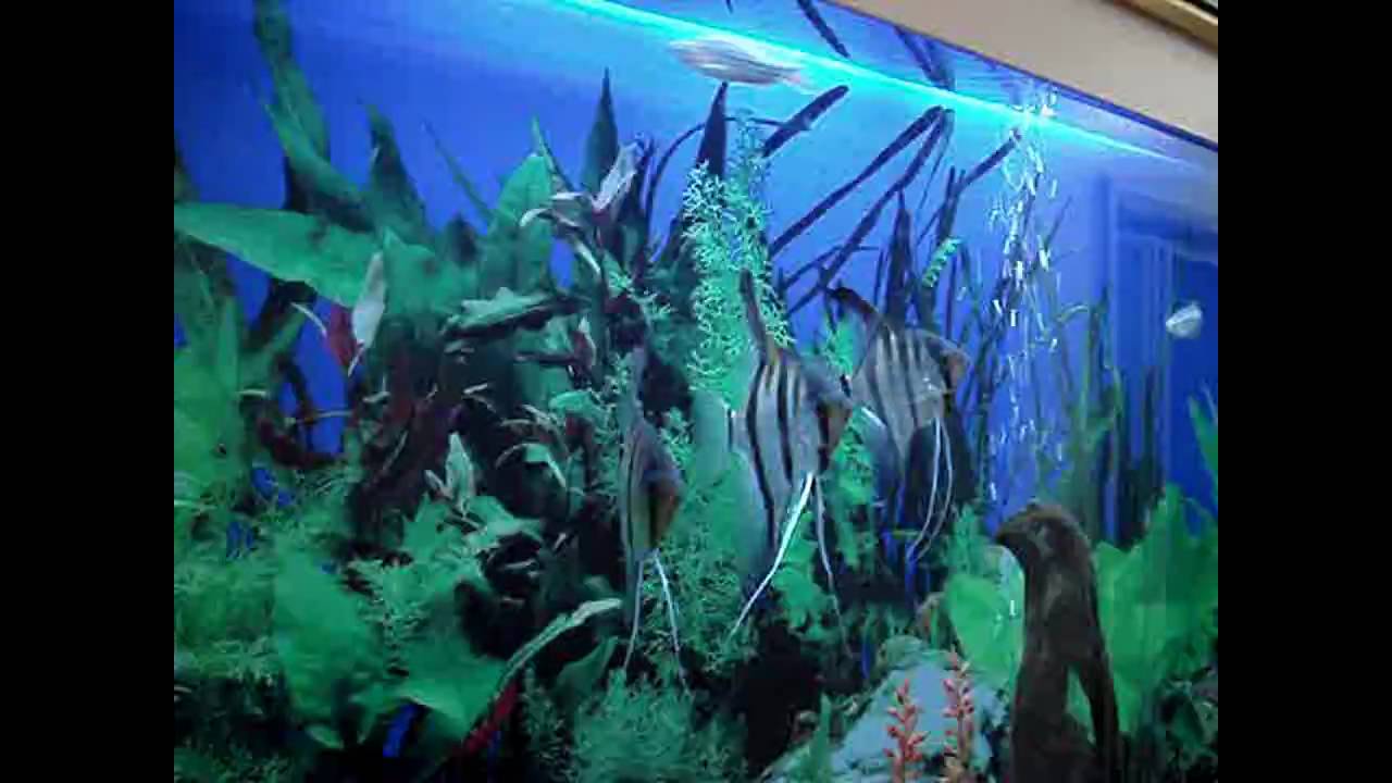 AQUÁRIOS AQUADECOR Aquário Quadro Vivo YouTube