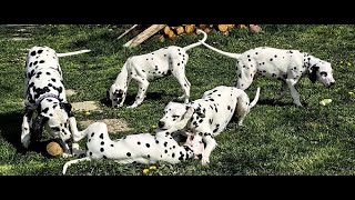 Great love, and parting follows  dalmatians puppy & grandma