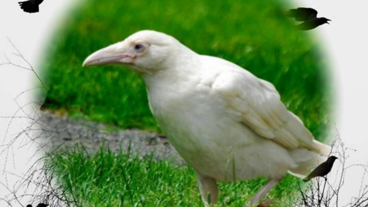 Птица объявится белая ворона. Белая ворона альбинос. Ворон альбинос. Белая ворона метафора. Белая ворона птица.