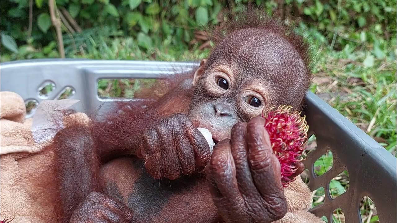 Mabel the baby orangutan eating rambutan fruit - YouTube