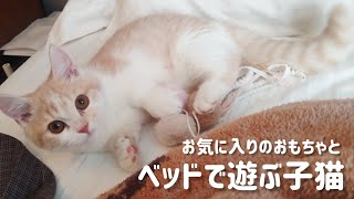 ベッドで遊ぶ子猫