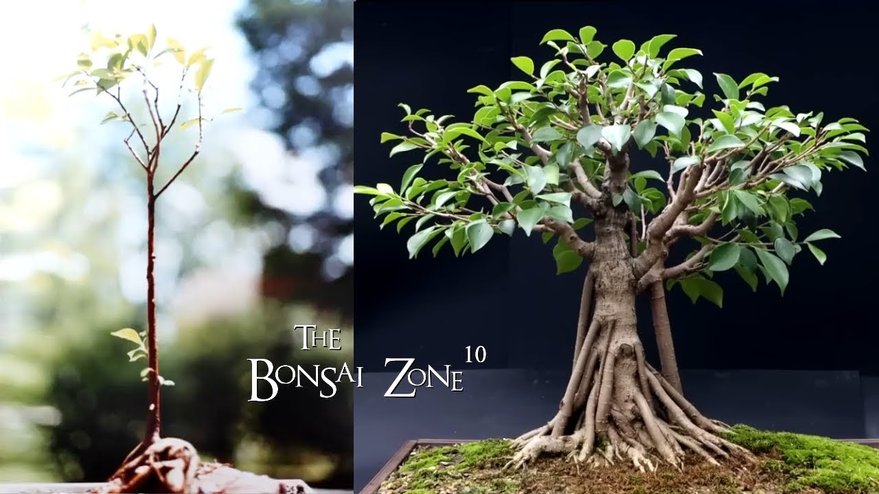 31 год моему фикусу микрокарпа, The Bonsai Zone, декабрь 2023 г.