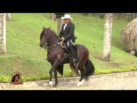 Video: Selle Français Horse