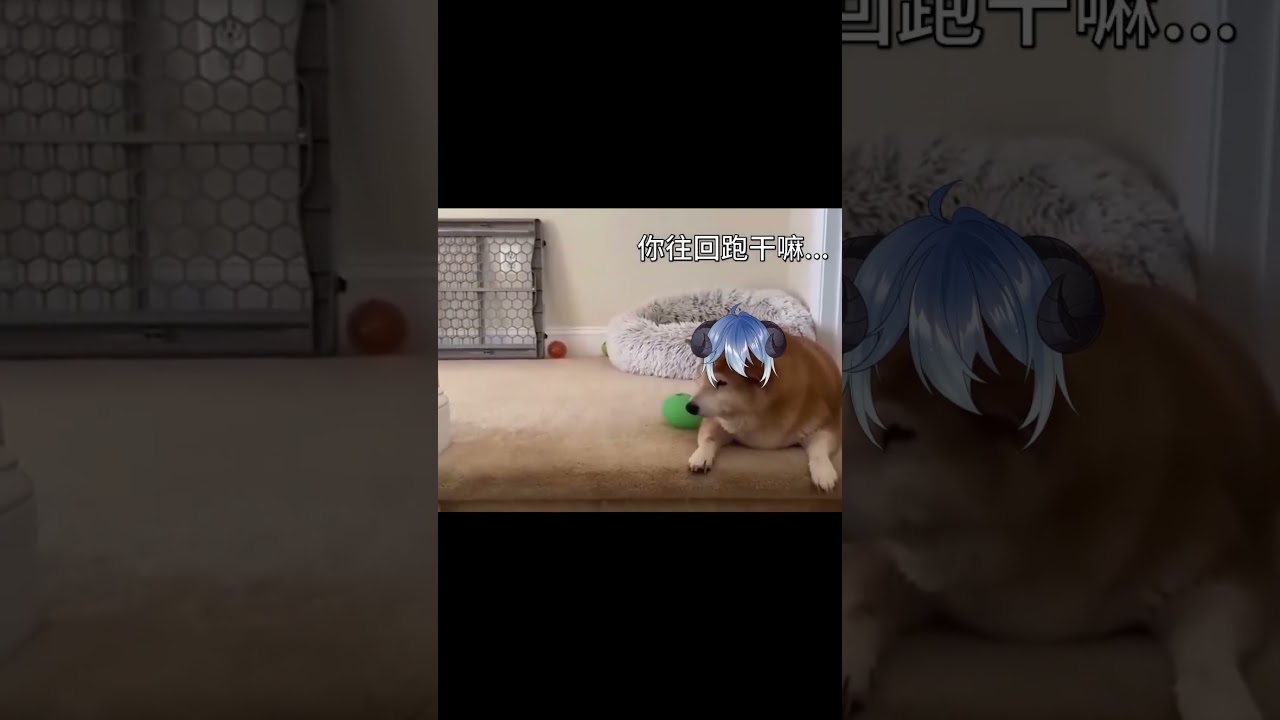 『#Shorts』我總是自己出去玩！ 別人不給我添麻煩 #hotdogbluce ft. @UmiMeMeAlice | MYViki