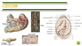 Comparative Anatomy (Digestive System part 3)