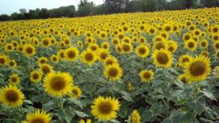 sun flower cultivation