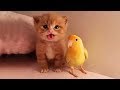 「猫かわいい」 すごくかわいい子猫 - 最も面白い猫の映画 #255