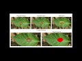 AGRINOVA - An Integrated AI-IoT Robotic System for Smart Agriculture
