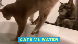 Cats Vs Water - Cats Being Cats