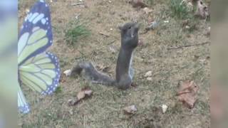 squirrel eating nut - LOL !! happy squirrel ?? - wonder what he ate.. ??