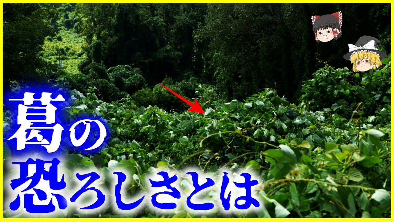 【ゆっくり解説】海外で恐れられる日本のクレイジープラント…「葛」の恐ろしさとは？を解説/海外では侵略的外来種「kudzu」の脅威